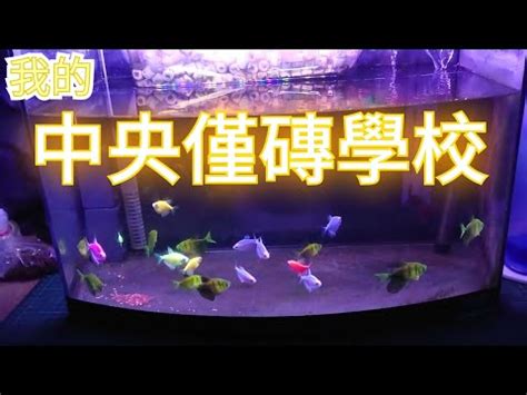 金磚魚好養嗎|磚魚，入門新手魚的新選擇，好養嗎、吃什麼這支影片。